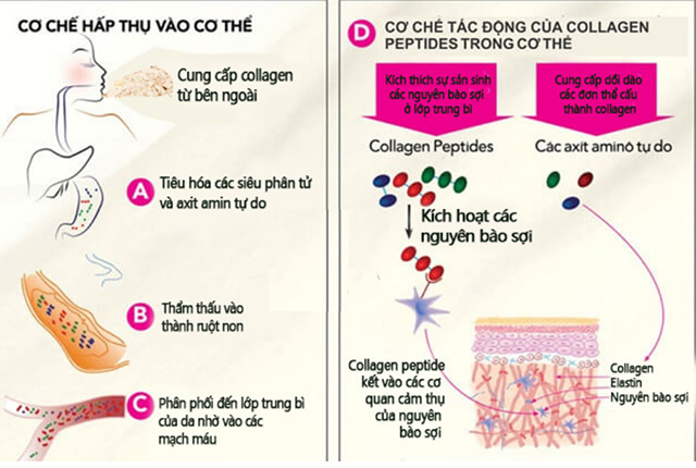 Cơ chế hập thụ của Peptides collagen vào cơ thể