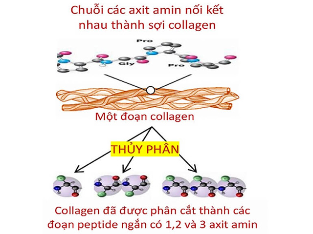 Collagen peptides là một dạng thủy phân của loại Collagen thông thường