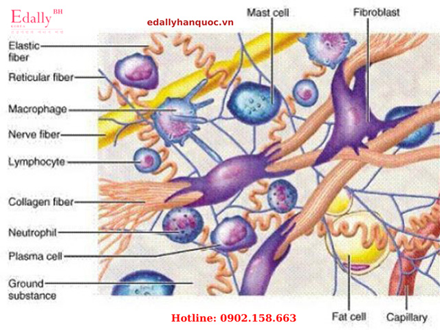 Tế bào phổ biến nhất tạo nên Collagen là nguyên bào sợi
