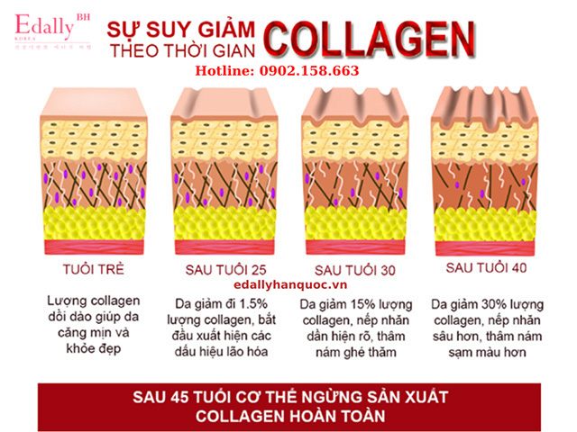 Hàm lượng collagen suy giảm theo độ tuổi