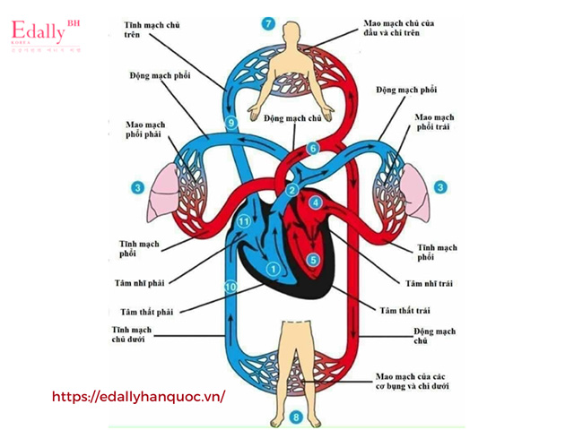 Vai trò của tuần hoàn máu đối với hệ tim mạch