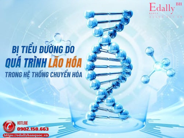 Người gầy vẫn bịtiểu đường là do lão hóa ngầm trong hệ thống chuyển hóa