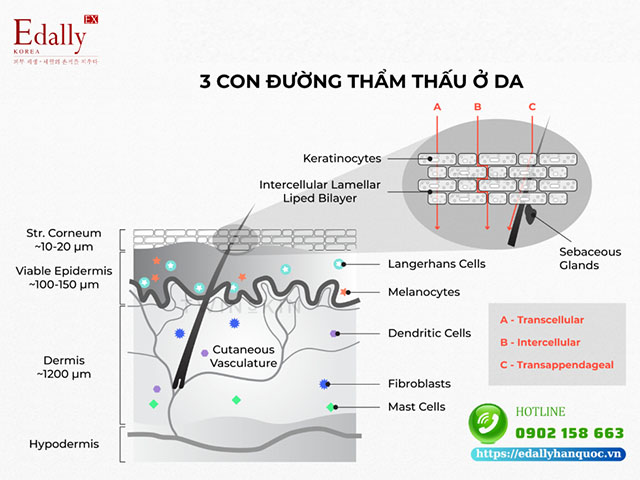 3 con đường để nước và dưỡng chất thẩm thấu mỹ phẩm ở da