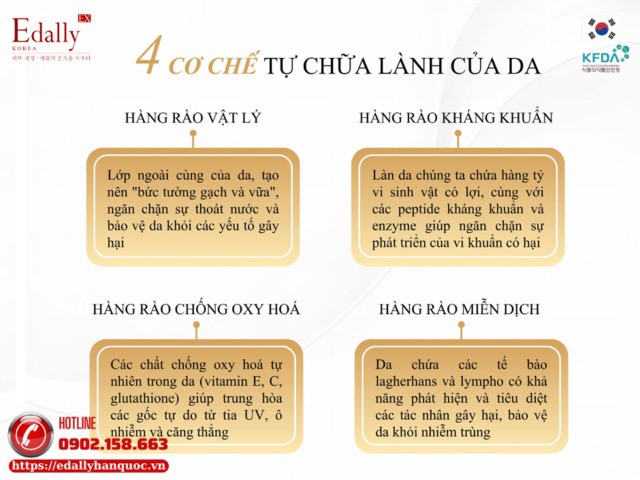 4 cơ chế tự chữa lành của làn da