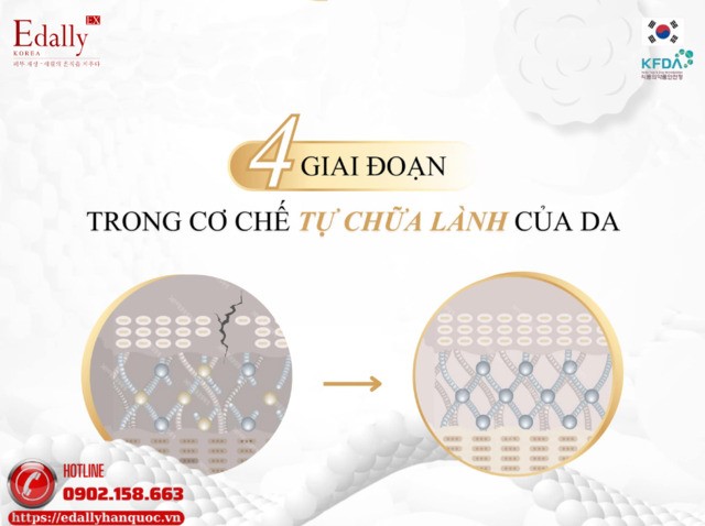 4 giai đoạn trong cơ chế tự chữa lành của làn da