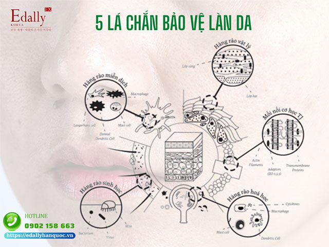 5 lá chắn diệu kỳ bảo vệ làn da