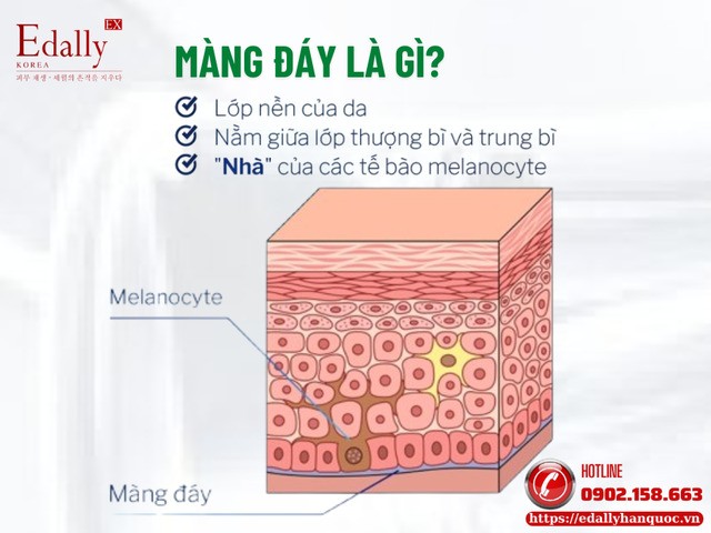 Màng đáy là gì? Màng đáy là gì?