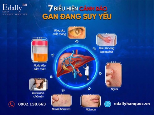 7 Biểu Hiện Cảnh Báo Suy Giảm Chức Năng Gan