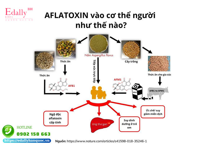Aflatoxin đi vào cơ thể và gây ung thư như thế nào?