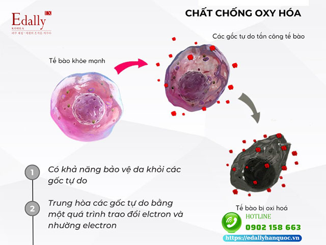 Ascorbyl tetraisopalmitate có tác dụng chống oxy hóa cho da