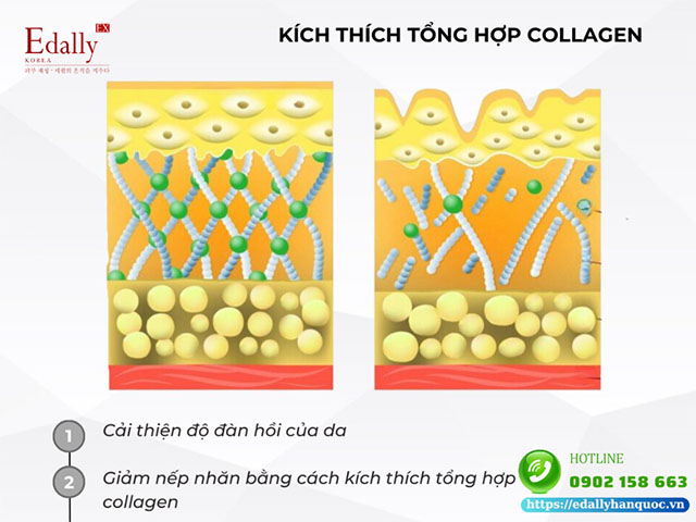 Ascorbyl tetraisopalmitate có tác dụngkích thích tổng hợp Collagen