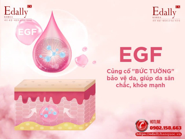 EGF củng cố bức tường bảo vệ da, giúp da săn chắc và khỏe mạnh