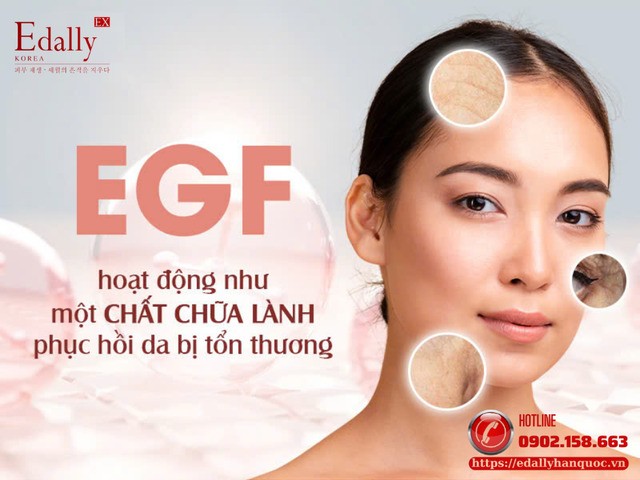 EGF: Kỹ sư vô hình tái lập ECM sau tổn thương