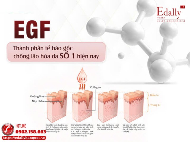 EGF là thành phần tế bào gốc chống lão hóa số 1 hiện nay