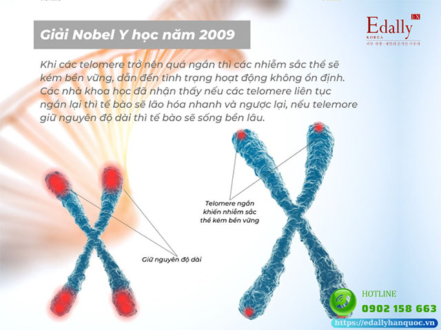 Eranyliposopropanol (GPP) đạt giải Nobel Y học năm 2009