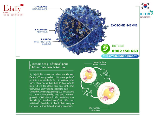 Exosome thuyết phục tế bào đích mở cửa trái tim bằng cách nào?