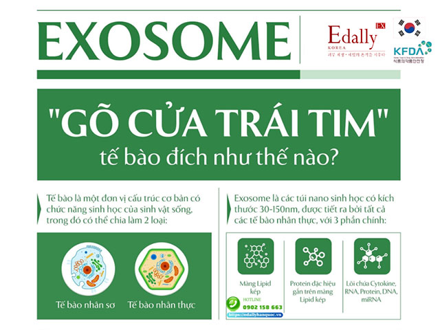 Exosome gõ cửa trái tim tế bào đích như thế nào?