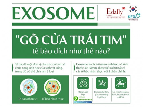 Exosome Gõ Cửa Trái Tim Tế Bào Đích Như Thế Nào?