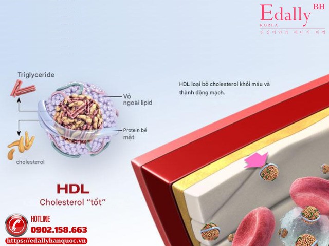 HDL-cholesterol là Cholesterol tốt