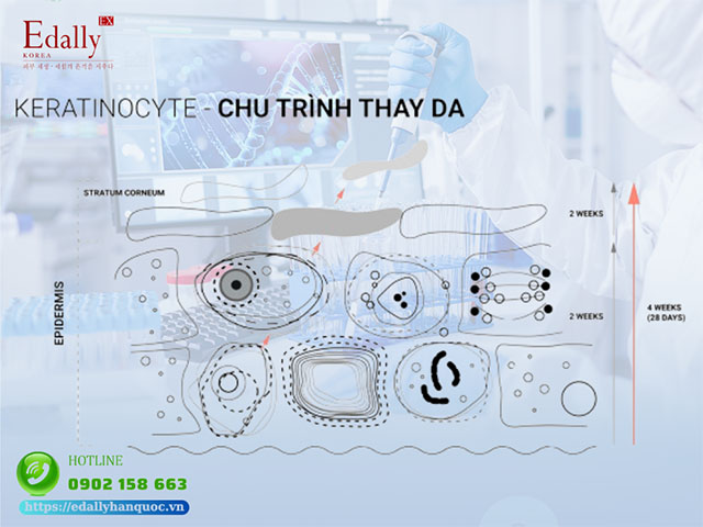 Keratinocyte - Chu trình thay da đã vạch trần quảng cáo trong mỹ phẩm như thế nào?