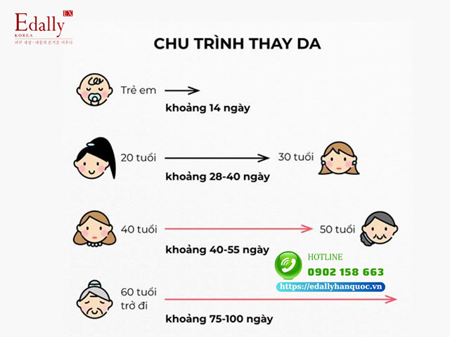 Keratinocyte - Chu trình thay da theo từng độ tuổi