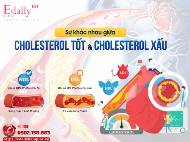 LDL và HDL là gì - làm sao để cải thiện một cách hiệu quả?