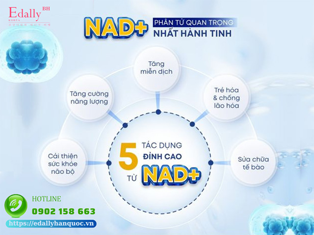 NAD+ là gì và có tác dụng gì với cơ thể?