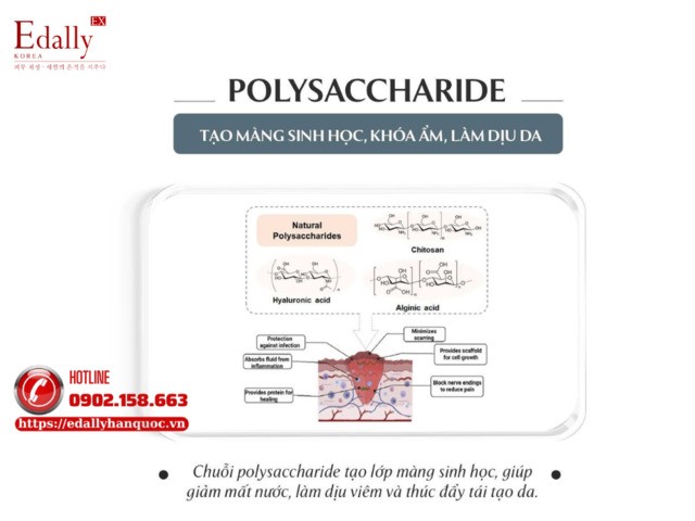 Vai trò của Polysaccharide trong da liễu