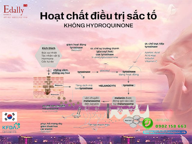 Các hoạt chất điều trị rối loạn tăng sắc tố an toàn thay thế Hydroquinone và cơ chế hoạt động của chúng