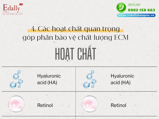 Các hoạt chất quan trọng trong việc bảo vệ chất lượng ma trận ngoại bào (ECM)