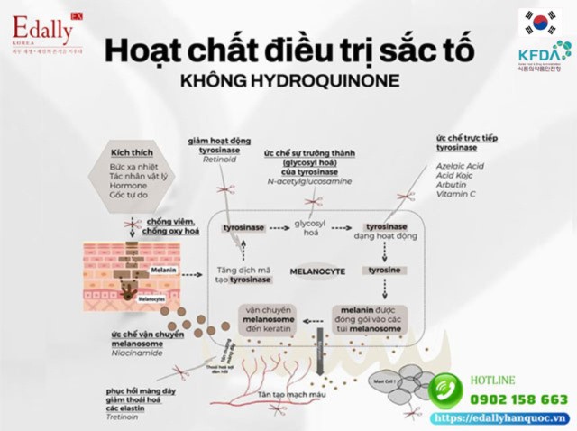 Các hoạt chất an toàn có thể thay thế Hydroquinone trong điều trị tăng sắc tố da và cơ chế hoạt động của chúng