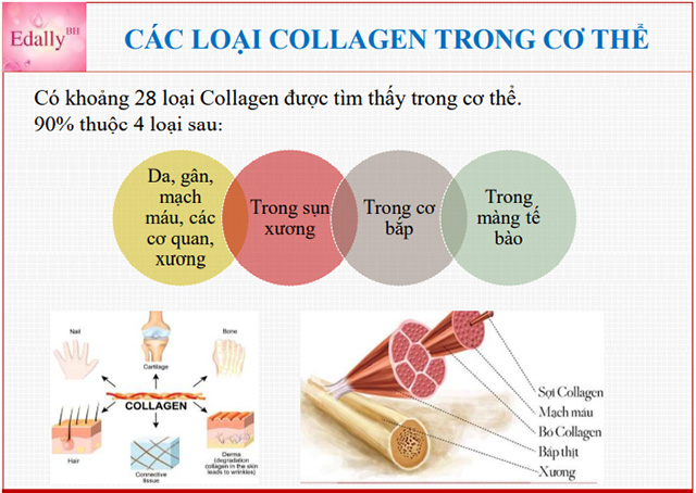Các loại Collagen có trong cơ thể con người