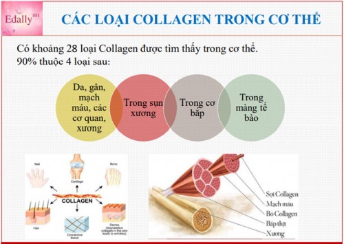 Có Phải Collagen Tuyp I, II, III, IV, V Loại Nào Cũng Giống Nhau?