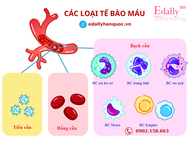 Các loại tế bào máu