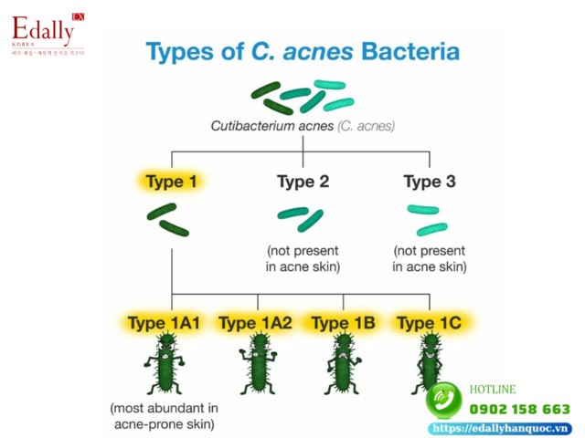 Phân loại vi khuẩn gây mụn C.acnes