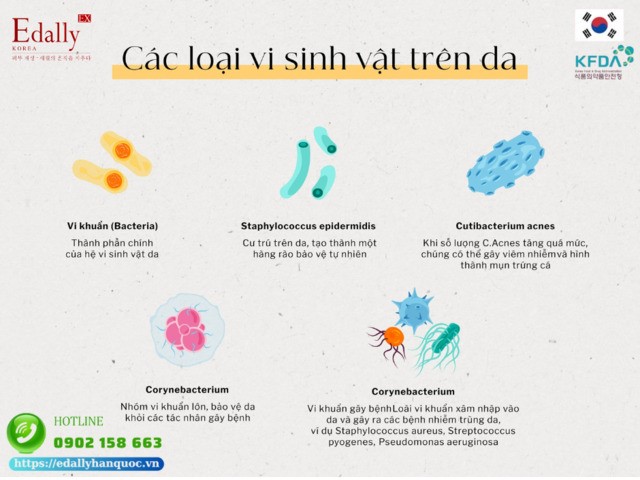 Các loại vi sinh vật trên da (Microbiome)