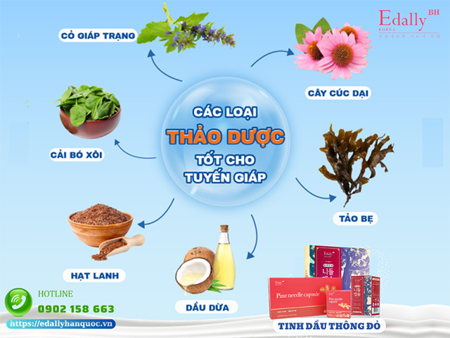 Các loại thảo dược tốt cho người bệnh tuyến giáp