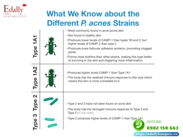 Một số loại vi sinh vật khác có liên quan đến mụn và viêm da ngoài vi khuẩn gây mụn C.acnes