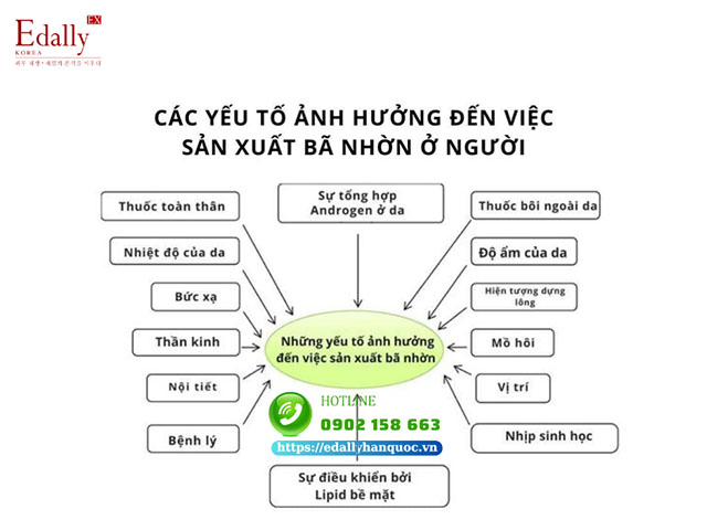 Các yếu tố ảnh hưởng đến việc sản xuất bã nhờn ở người