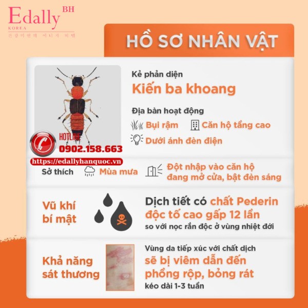 Cách nhận biết kiến ba khoang
