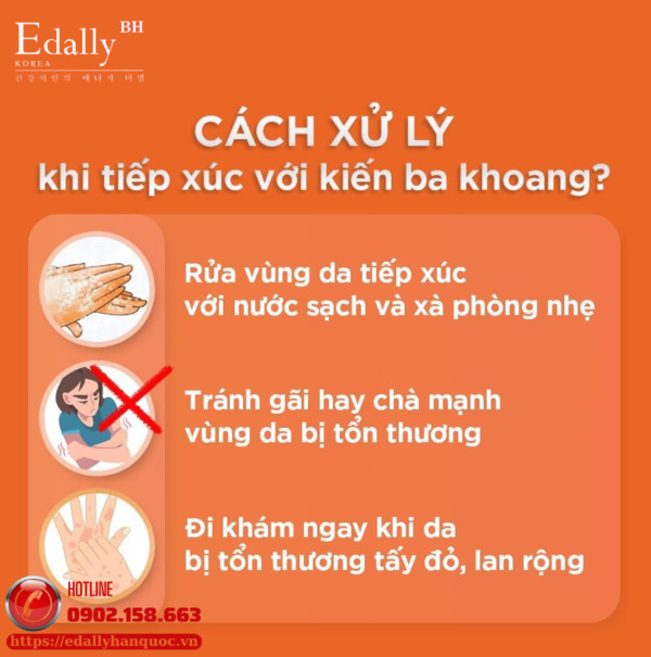 Cách xử lý khi tiếp xúc với kiến ba khoang