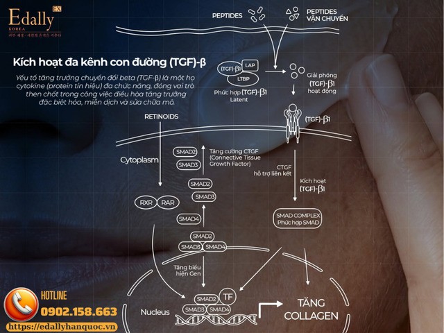 Cặp đôi vàng Peptides + Retinoids kích hoạt đa kênh con đường (TGF)-β