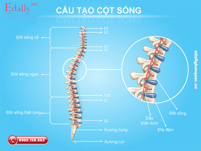 Cấu tạo của cột sống và nguy cơ mắc bệnh thoái hóa cột sống