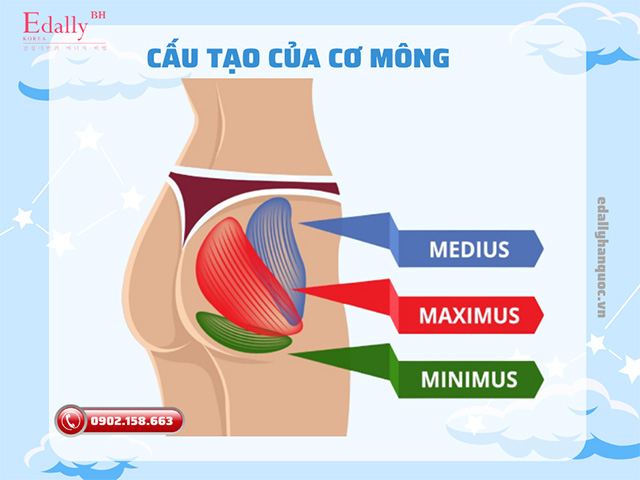 Cấu tạo của cơ mông bao gồm 3 cơ: cơ mông lớn (gluteal maximus), cơ mông nhỡ (gluteal medius) và cơ mông bé (gluteal minius)