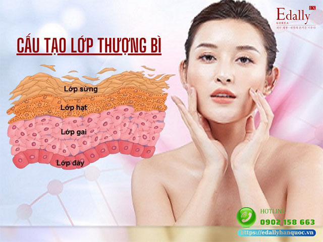 Cấu tạo lớp thượng bì của da