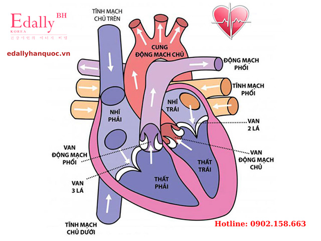 Cấu tạo và chức năng của tim