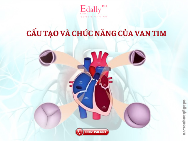 Cấu tạo và chức năng của van tim