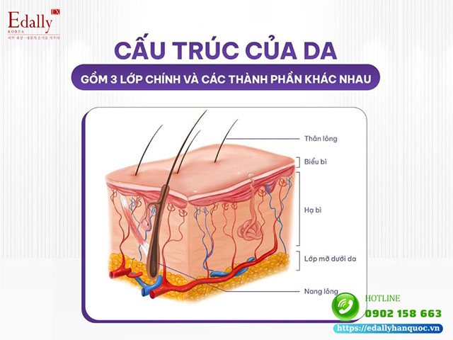 Cấu trúc của làn da gồm 3 lớp chính và các thành phần khác nhau