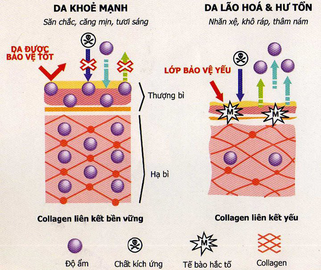 Vai trò của Collagen đối với làn da