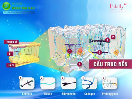 Cấu Trúc, Sinh Lý Và Chức Năng Của Làn Da